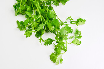 Closeup of coriander leaves over white background