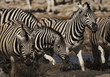zebra in etosha