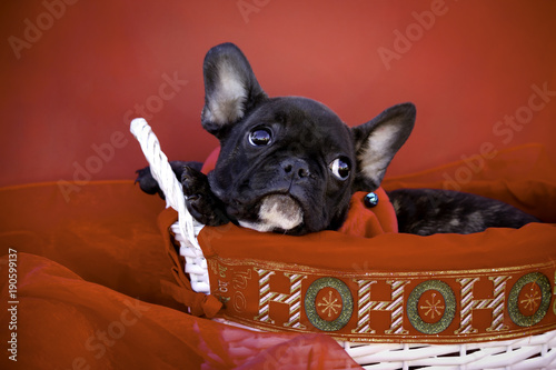 Black French Bulldog With Red Background In White Basket With Ho Ho Ho Lettering Stock Photo Adobe Stock