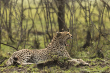 A Single Cheetah Yawning As She Reclines Among The Trees Of The Maasai Mara