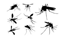 Set Of Mosquito Silhouette Vector Illustration, Close Up Mosquito Silhouette