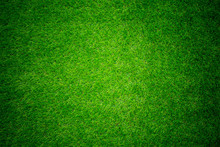 Grass Field Background. Green Grass. Green Background