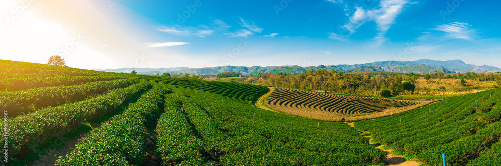 Panoramic scenery of tea plantation at Chieng Rai Thailand - obrazy, fototapety, plakaty 