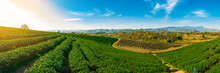 Panoramic Scenery Of Tea Plantation At Chieng Rai Thailand