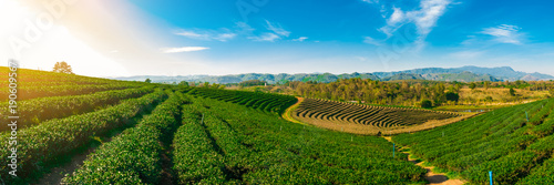 Cuadros en Lienzo Panoramic scenery of tea plantation at Chieng Rai Thailand