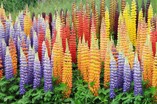 Lupines In Lots Of Colors In An English Landscape. 