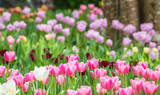 Fototapeta Tulipany - Close-up of pink tulips in a field ,pink tulips in the garden, pink tulip with bokeh..