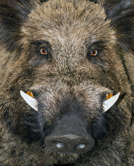head wild boar animal sus scrofa background.