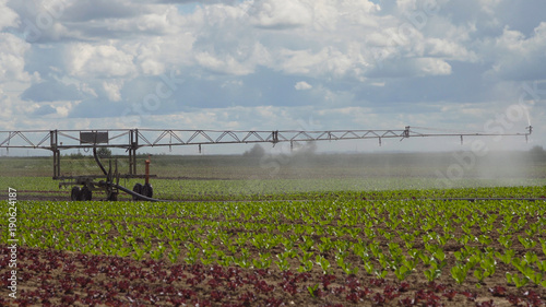 Cuadros en Lienzo Aerial view: Crop Irrigation using the center pivot sprinkler system