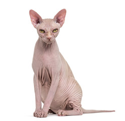 Sphynx, 4 years old, against white background