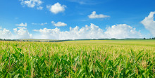 Green Corn Field And Blue Sky. Wide Photo.