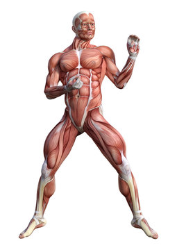 3D Rendering Male Anatomy Figure on White