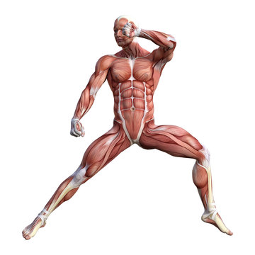 3D Rendering Male Anatomy Figure on White