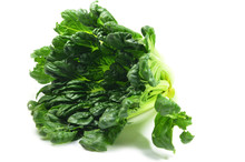 Chinese Flat Cabbage (Brassica Chinensis) Or Tah Tsai Lettuce