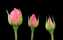 Buds Of A Pink Rose Isolated On A Black Background.