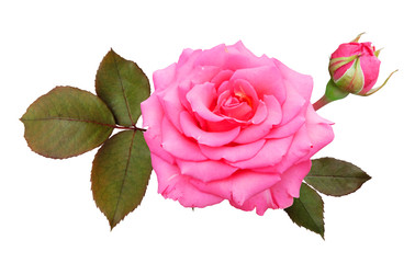 Poster - Lush pink rose with leaves and bud, isolated on white background.