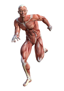3D Rendering Male Anatomy Figure on White