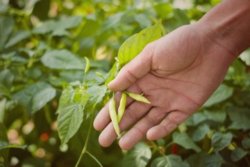 Man picking chili peppers in a home garden in a village in Bulgaria.Defocus in the background.