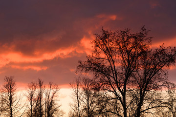 Wall Mural - Silhouettes of trees on a sunset background.