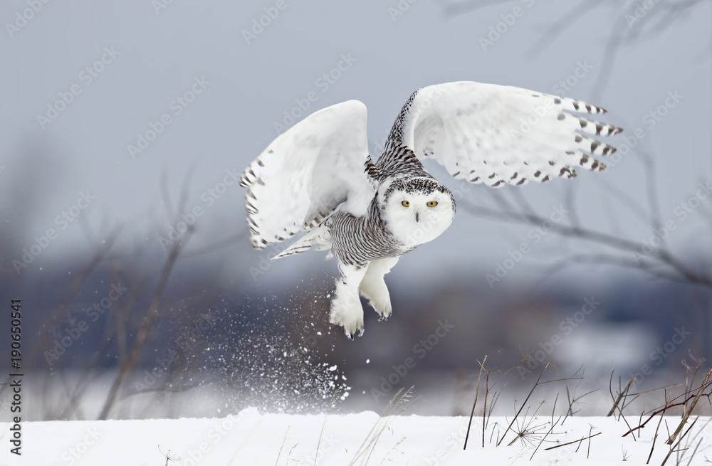 Snowy owl (Bubo scandiacus) lifts off to hunt over a snow covered field in Canada - obrazy, fototapety, plakaty 
