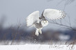 Snowy owl (Bubo scandiacus) lifts off to hunt over a snow covered field in Canada
