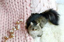 Cat Lying On Bed Giant Plaid Blanket Fur Bedroom, Winter Vibes Cosiness Relax