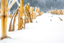 Cut Corn Stalks On A Snow-covered Field