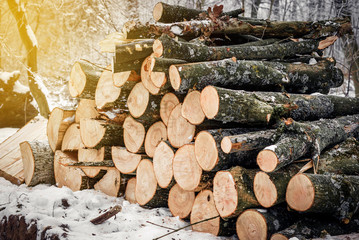 Wall Mural - Tree trunks cut off, stacked in a winter forest