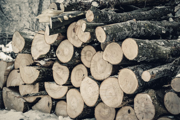 Wall Mural - Tree trunks cut off, stacked in a winter forest