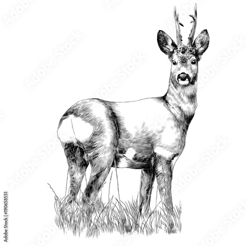 Fotografie, Obraz deer stands in the dry grass sketch vector graphics monochrome drawing