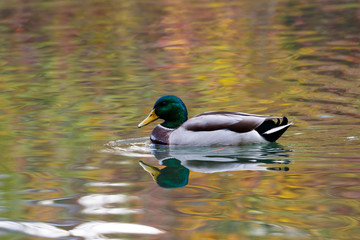 Wall Mural - Mallard drake on a river with autumn colors reflected in the water