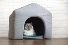 Fluffy Cat Resting In A Soft Pet House Indoors