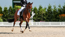 Dressage Horse In The Test, Trot Strengthening Suspension Phase..