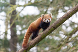 Fototapeta Zwierzęta - Kleine Panda / Roter Panda Bär