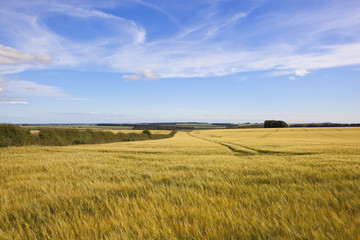 Wall Mural - yorkshire wolds barley fields