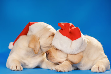 Canvas Print - Labrador puppies in santa hat on a blue background