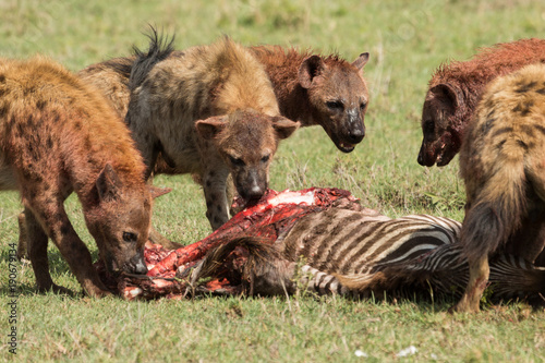 Fotografie, Obraz hyenas dividing the carcass of a dead zebra on the grasslands of the Maasai Mara