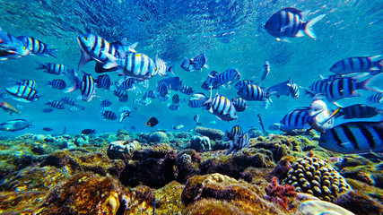 fish swim in the red sea