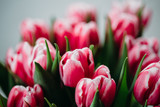 Fototapeta Tulipany - Red tulips on white background