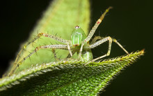 A Green Lynx Spider (Peucetia Viridans) On A Leaf At Night In Belize.