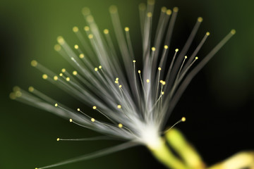 Poster - A jungle flower in Belize resembles fiber optics.