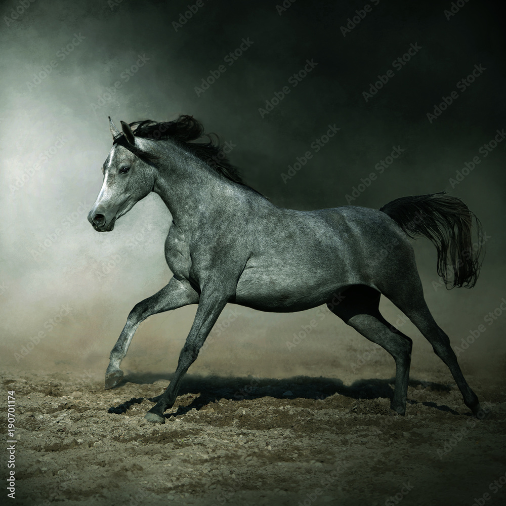 horse Arab gallop stud dynamics - obrazy, fototapety, plakaty 