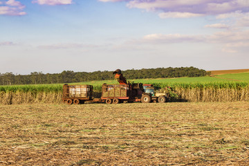 Sugar cane plantation - Focus on harvest,  tractor and combine on background