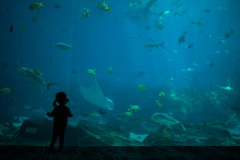 Silhouette Of Little Child In Front Of Large Aquarium Tank. Pointing At Fish In The Water.