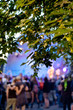 Blätter im Abendlicht vor einer Open Air Bühne mit bunten Scheinwerfern