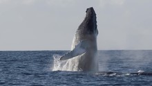 Extremely Rare Shot Of A Full Humpback Whale Breach. Super Slow Motion. Full HD.