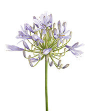 Agapanthus Flower "Lily Of The Nile", Also Called African Blue Lily Flower, In Purple-blue Shade Isolated On White Background, With Clipping Path