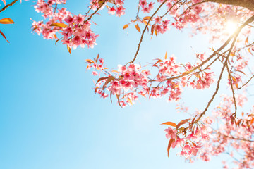 Wall Mural - beautiful sakura flower (cherry blossom) in spring. sakura tree flower on blue sky.