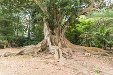 An Old Tree In Jardim Jose Do Canto In Ponta Delgada On The Island Of Sao Miguel, Portugal