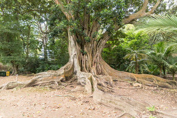 an old tree in jardim jose do canto in ponta delgada on the island of sao miguel, portugal